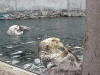 Sea Otters Seatle Aquarium
